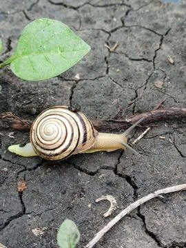 Snail on dry ground Foto stock