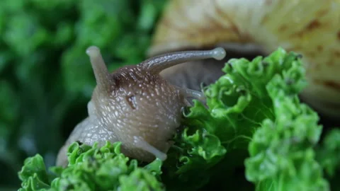 Snail eat leaf 動画素材 128366677