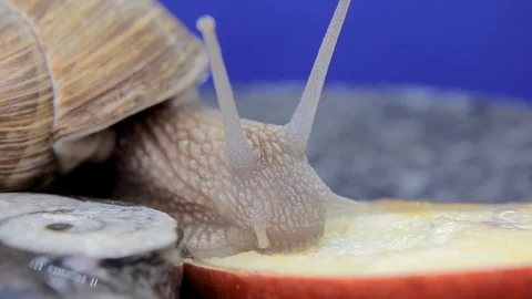 Snail eating apple for the first time 19 Stock Footage 107626480