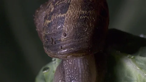 Snail eating cabbage Video stock 83130230
