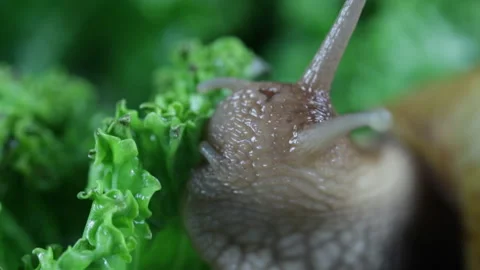 Snail eating close-up 動画素材 130062639