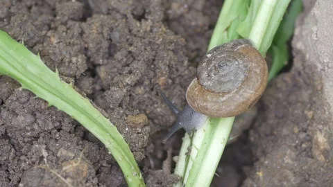 Snail eating Culantro seeding Stock Footage 80084184