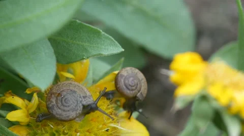 Snail eating flower Stock Footage 67453690