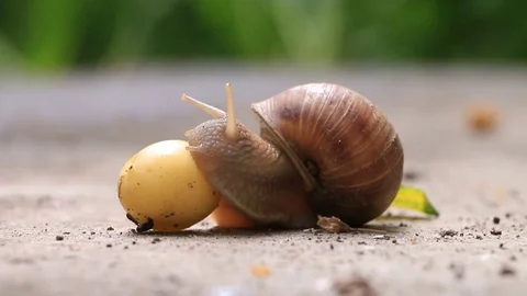 Snail is eating Stock Footage 76487919