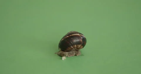 Snail eating Stock Footage 158211899