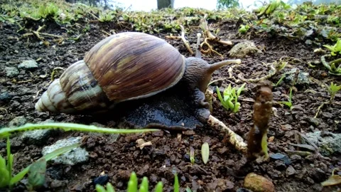Snail eating Stock Footage 205437685