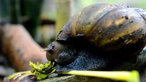 Snail eating Video stock 230211708