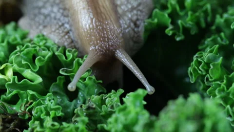 Snail eating fresh leaf Video stock 129833951