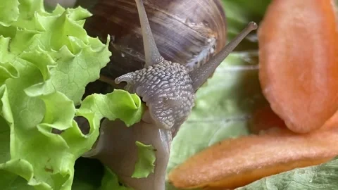 Snail eating green leaf extremely macro. Stock Footage 197416599