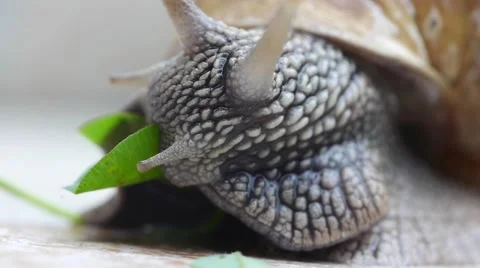 Snail eating green leaf Stock Footage 46988271