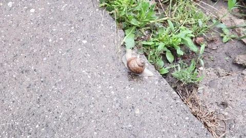 Snail Eating Leaf Stock Footage 91499997