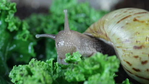 Snail eating leaf Stock Footage 121323852