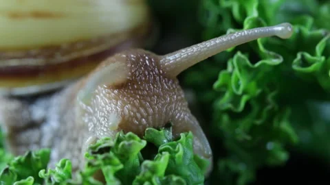 Snail eating leaf 库存影片 131102766