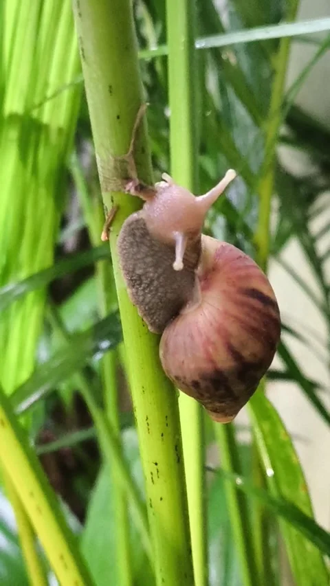 A snail eating a leaf Stock Footage 277253450