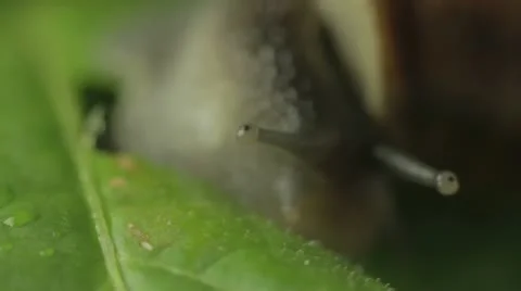 Snail Eating Leaf Macro Vídeos de archivo 11255571