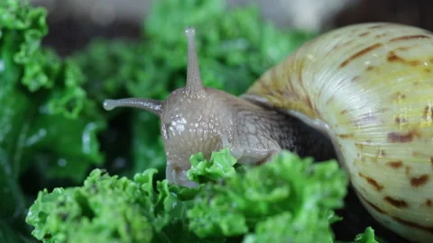 Snail eating leaf macro Stock Footage