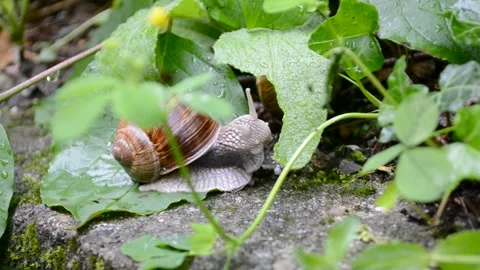Snail is eating the leaf on wet old wall after the rain. Stock Footage 132756572