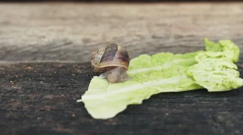 Snail eating a lettuce Video stock 51728797