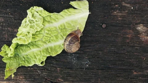 Snail eating a lettuce Video stock 51729542