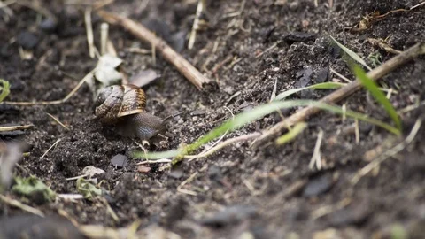 Snail Eating Macro 4K Stock-Footage 85231080