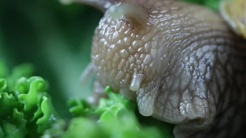 Snail eating macro Vidéo 123412611