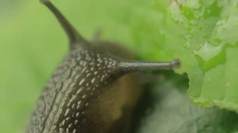Snail Eating - macro shot Vídeos de archivo 11400058