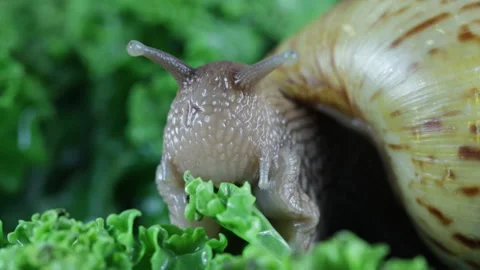 Snail eating salad 库存影片 127298048