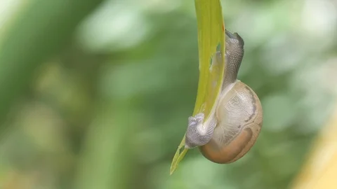 Snail eating tree leaf Stock Footage 115546741