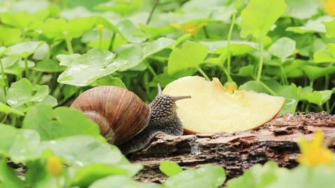 The snail eats an apple. Stock-Footage 187614045