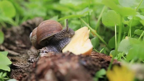 The snail eats an apple slice. Snail in nature Stock Footage 187613958