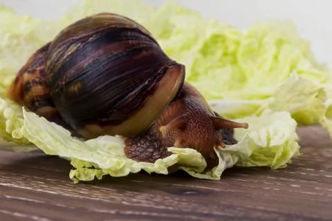 Snail eats the cabbage 写真素材