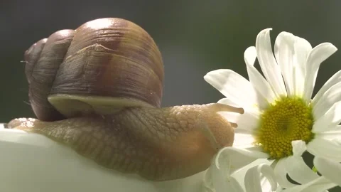 The snail eats chamomile petals.Macro video. Video stock 156497023