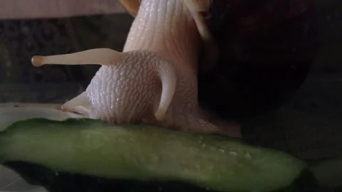 The snail eats the cucumber 動画素材 79655639