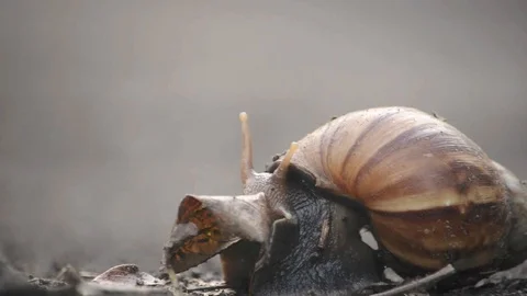 Snail eats a dried leaves 動画素材 106045395