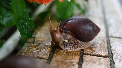 Snail eats an entire Flower Video stock 233137434