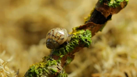 The snail eats Vidéo 91656400