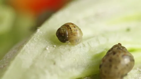 The snail eats 動画素材 91739221