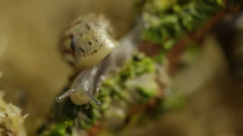 The snail eats Video stock 91739305