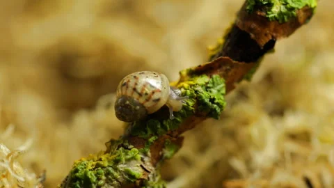The snail eats Stock Footage 91739334