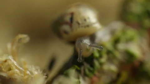 The snail eats Stock Footage 91786536