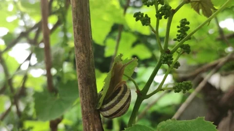 Snail eats a grape leaf Stock-Footage 196607016