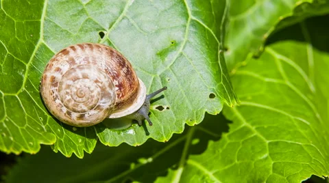 Snail Eats Green Leaf Stock-Footage 41585894