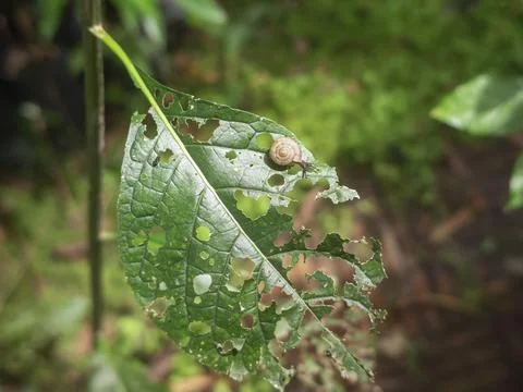 Snail eats a green leaf. 스톡 사진