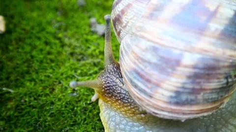 The snail eats an insect 스톡 동영상 78876404