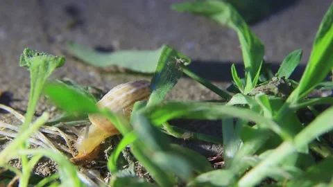 A snail eats a leaf. 4K 25fps Stock Footage 206189545