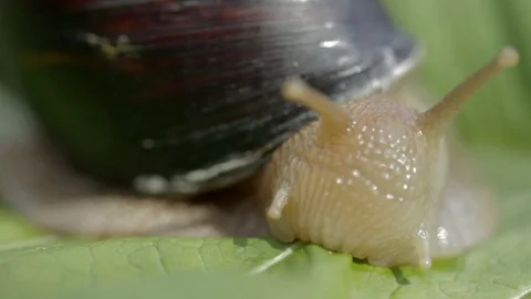 A snail eats a leaf Stock Footage 77280557