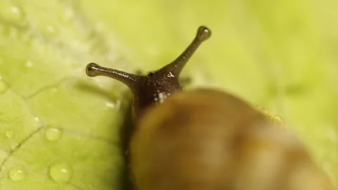 A snail eats a leaf Stock Footage 86422778
