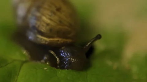 A snail eats a leaf 库存影片 86422891