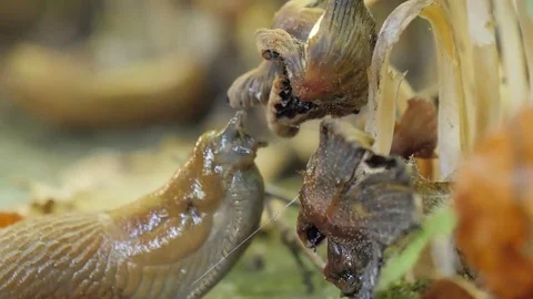 Snail eats a mushroom #1 Stock Footage 81116178