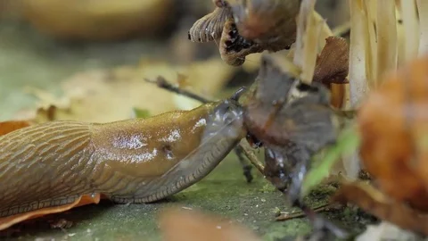 Snail eats a mushroom #2 Stock Footage 81115424
